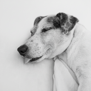 An oil portrait of a dog sleeping in a realistic style