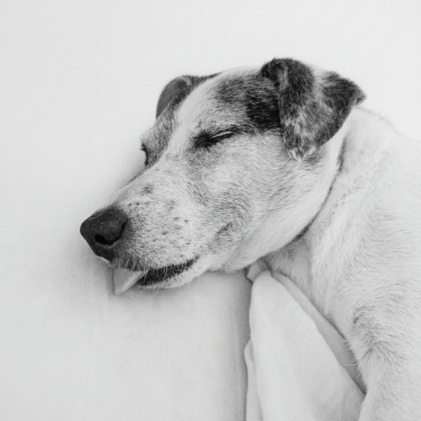 An oil portrait of a dog sleeping in a realistic style